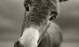 沈猛爆料老驴视频大全,老驴视频大全背后的惊人真相