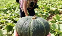 镇平网红吃瓜事件真相是真的吗,真相揭秘，还原事件始末