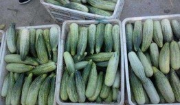 农村网红吃瓜,揭秘田间地头的热辣话题