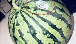 网红吃瓜头像,揭秘网络红人的趣味生活瞬间