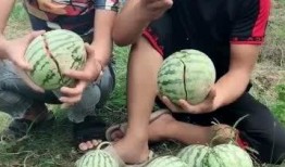 农村网红吃瓜,揭秘田间地头的热辣话题