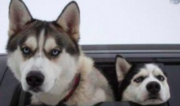 二哈吃瓜娱乐,揭秘娱乐圈那些不为人知的幕后故事