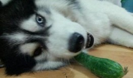 二哈吃瓜娱乐,揭秘娱乐圈那些不为人知的幕后故事