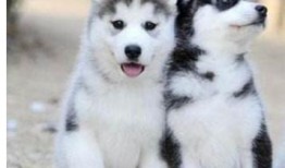 二哈吃瓜娱乐,揭秘娱乐圈那些不为人知的幕后故事