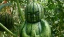 东北网红吃瓜事件真相,揭秘背后真相与争议